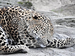 Cheeta sleeping resting in the sun, big cat panther leapard