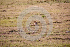 Cheetah 1, South Africa