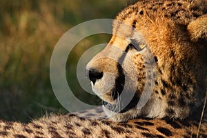 Cheetah photo