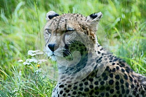 Cheetah