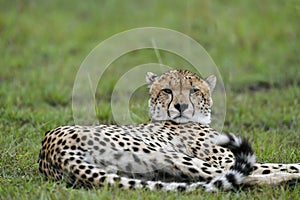 Cheetah