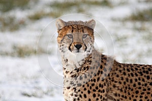 Cheetah