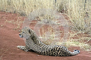Cheetah