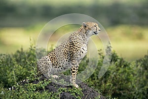 Gepard 