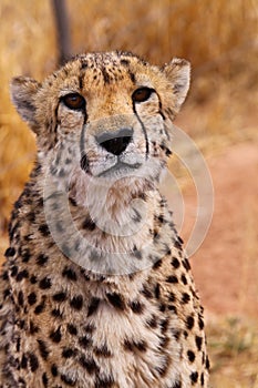 Cheetah