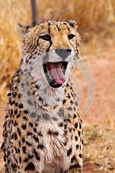 Cheetah