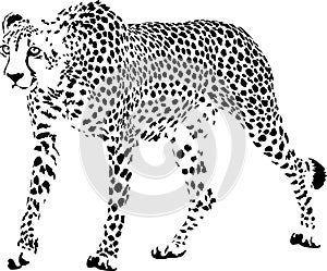 Cheetah