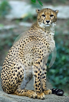 Cheetah