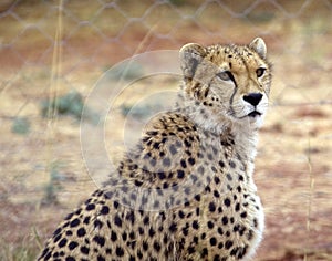 Cheetah