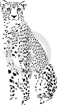 Cheetah