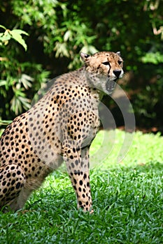 Cheetah photo