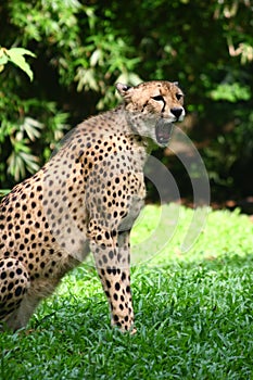 Cheetah photo