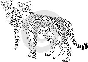 Cheetah