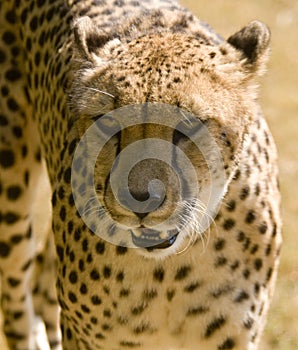 Cheetah