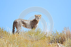 Cheetah