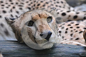 Cheetah photo