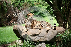 Cheetah