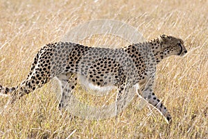 Cheetah