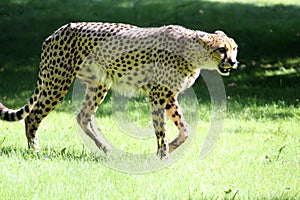 Cheetah