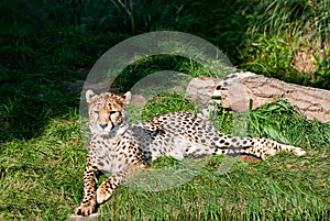 Cheetah