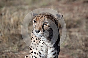 Cheetah photo