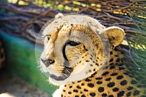 Cheetah