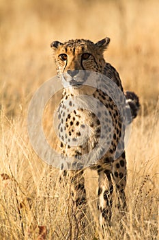 Cheetah