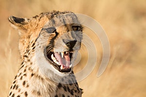 Cheetah