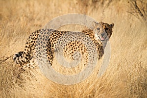 Cheetah