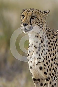 Cheetah