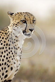 Cheetah