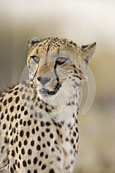 Cheetah
