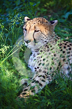 Cheetah