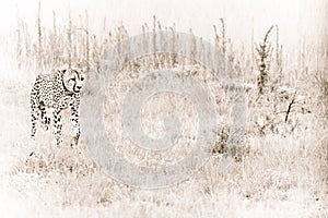 Cheetah