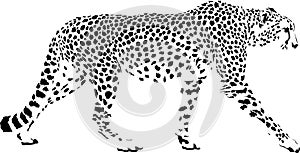 Cheetah