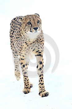 Cheetah