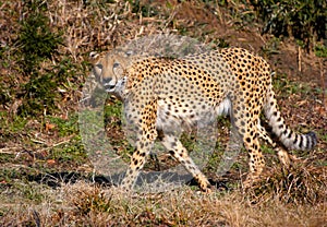 Cheetah