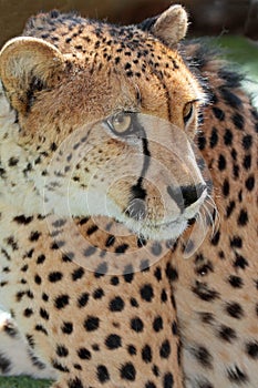 Cheetah