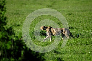 Cheetah