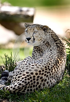 Cheetah