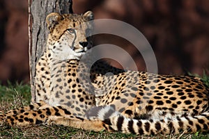 Cheetah photo