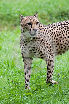 Cheetah