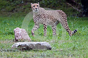 Cheetah