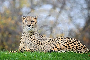 Cheetah