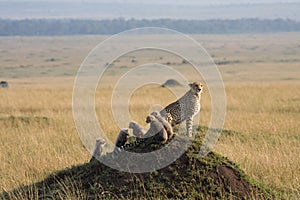 Cheetah with 5 cubs