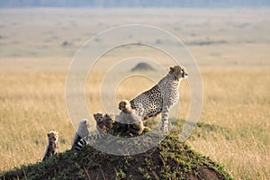 Cheetah with 5 cubs