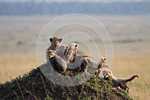 Cheetah with 5 cubs