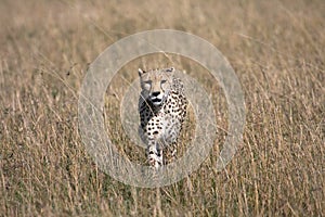 Cheetah with 5 cubs