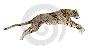 Cheetah