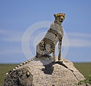 Cheetah